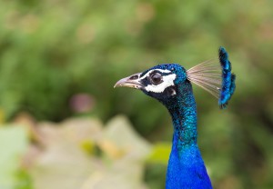 Peacock, Bandipur, India
